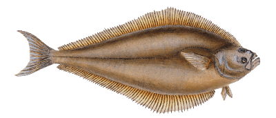 Atlantic halibut