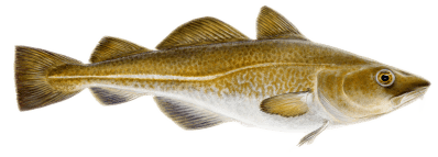 Atlantic cod