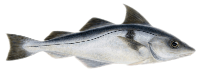 haddock