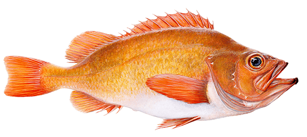 Golden Redfish