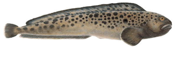Spotted wolfish